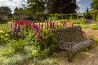 Wooden bench on the edge of the main lawn, with Artemisia ludoviciana and lupins, and mixed borders behind.