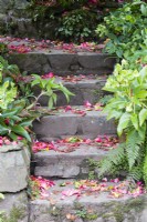 Stone steps with flower debris from pink  Rhododendrons with Hellebores either side. April