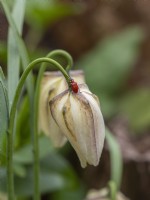 Lilioceris lilii - Red lily beetle on fritillaria flower