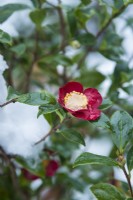 Camellia x vernalis 'Yuletide' syn. Camellia sasanqua 'Yuletide'. Closeup of flower in winter after snowfall. December