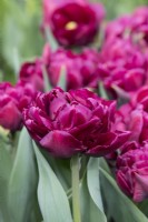 Tulipa 'Alison Bradley' - Double Early Tulip
