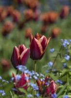 Tulipa 'Mutova' growing among myosotis