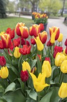 Tulipa tulip combination with amongst others 'Flashback'  Yellow lily 'Escape'  red 'Hennie van der Most' red/yellow