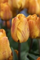Tulipa 'Cairo' tulip 