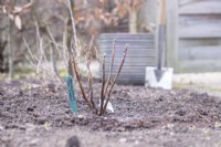 Blackcurrant 'Ben Lomond' planted in bed