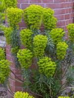Euphorbia Characias subsp. wulfenii spurge 