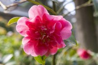 Camellia x Williamsii 'George Bladford'