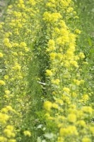 Brassica rapa yellow