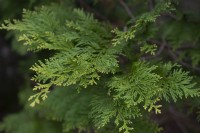 Chamaecyparis obtusa 'Kerdalo' Japanese cypress