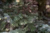 Abies lasiocarpa 'Kenwith' Rocky Mountain fir