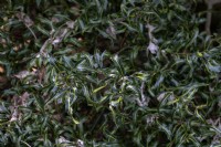 Ilex aquifolium 'Lichtenthalii' common holly