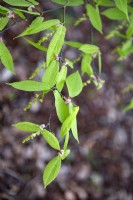 Acer carpinifolium hornbeam maple