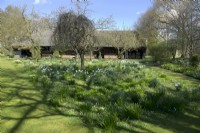 White narcissus growing in between the grasses under the trees in the orchard. Shadow of the trees and view on barn.