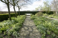 White wooden bench in front of hedge with containers filled with white narcissus at the end of paved path in between Helleborus Argutifolius.