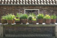 Terracotta pots planted with several bulbs like yellow Narcissus and tulips in a row on wooden table.
