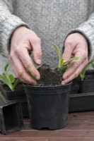 Cucurbita pepo - Potting on courgette seedlings