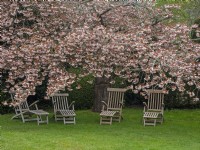 Wooden seats below flowering Prunus cherry trees Late April