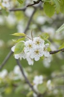 Pyrus communis 'Jeribasma' - Pear tree blossom