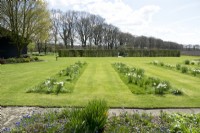 Rows of white Narcissus planted in the lawn. Muscari in the mixed border.
