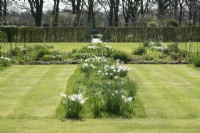 Rows of white Narcissus planted in the lawn.