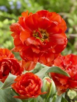 Tulipa greigii Redwood, spring May