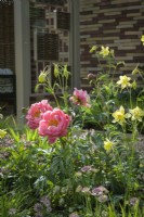 Colourful border with yellow Aquilegia,  Paeonia 'Coral Sunset' and Astrantia - The Stitcher's Garden, RHS Chelsea Flower Show 2022