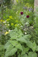 Papaver somniferum 'Lauren's Grape, opium poppy, in combination with ox-eye daisies, anchusa and campanula.