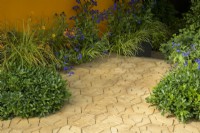 Pittosporum tobira 'Nanum' next to a path representing cracked soil - The New Blue Peter Garden - Discover Soil, RHS Chelsea Flower Show 2022