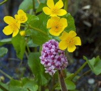 Caltha palustris - Marsh marigold flowers  and Darmera peltata April Norfolk