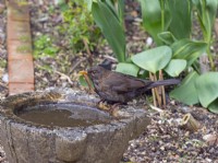 Blackbird Turdus merula female bathing and drinking Norfolk 