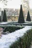 Clipped yew pyramids framed by frosted hedges of Euonymus japonicus 'Green Spire' in the East Garden at The Bishop's Palace, Wells in January.