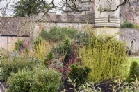 Winter border including dogwoods, flowering shrubs and conifers at The Bishop's Palace, Wells in January.