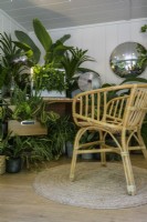 Easy to care for houseplants in home-office with bamboo chair  including Maranta and Sansevieria -The Grass is Greener Where You Water It Studio