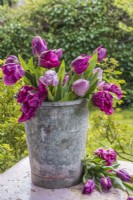 Pale and magenta pink Tulips displayed in old metal bucket on pink distressed table