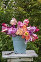 Mixed Tulips displayed in blue enamel bucket on wooden stool