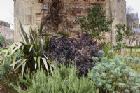 Shrub border including Pittosporum tenuifolium 'Tom Thumb', rosemary, euphorbias and phormiums at The Bishop's Palace Garden, Wells in January.