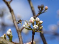 Apis mellifera - Honeybee  on   Pear laxton's superb in flower