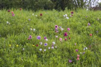 Anemone pavonina naturalised in grass