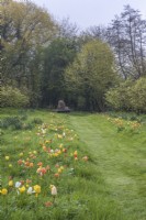 Colour themed naturalised tulips - orange; yellow; peach and white  - growing through grass along an avenue of apple trees with path leading to modern sculpture