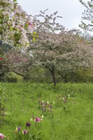 Malus floribunda in blossom in meadow with naturalised tulips in shades of pink and purple