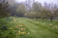 Colour themed naturalised tulips - orange; yellow; peach and white  - growing through grass along an avenue of apple trees with grass path leading to modern sculpture