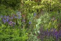 The Place2Be Securing Tomorrow Garden, with  woodland  planting such as Baptisia x variicolor 'Twilite', Papaver somniferum, Cirsium rivulare 'Atropurpureum' and Salvia around multi-stem trees