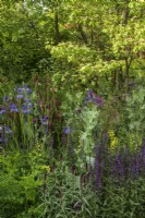 The Place2Be Securing Tomorrow Garden, with  woodland  planting such as Baptisia x variicolor 'Twilite', Papaver somniferum, Cirsium rivulare 'Atropurpureum' and Salvia 