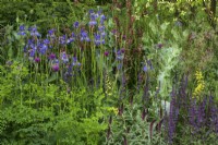 The Place2Be Securing Tomorrow Garden, with  woodland  planting such as Iris sibirica,  Baptisia x variicolor 'Twilite', Papaver somniferum, Cirsium rivulare 'Atropurpureum' and Salvia