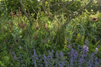 The Place2Be Securing Tomorrow Garden, with  woodland  planting such as Baptisia x variicolor 'Twilite', Cirsium rivulare 'Atropurpureum' , Verbascum 'Clementine' and Salvia 