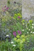 Soft mixed planting of grasses in combination with Euphorbia, ox-eye daisies, anchusa and campanula in The Mind Garden, RHS Chelsea Flower Show 2022- Gold Medal