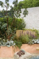 Mediterranean style garden with stone water feature and  rendered  wall. Curved terracotta planters with Arbutus, Salvia, Rosmarinus officinalis 'Prostratus' and Senecio candidans 'Angels Wings' - A Mediterranean Reflection, RHS Chelsea Flower Show 2022 - Silver Medal