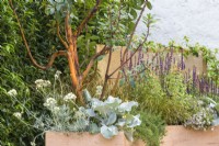 Mediterranean style garden with curved terracotta planters with Arbutus, Salvia, Rosmarinus officinalis 'Prostratus' and Senecio candidans 'Angels Wings' - A Mediterranean Reflection, RHS Chelsea Flower Show 2022 - Silver Medal