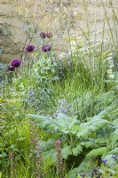 Planting of Papaver somniferum 'Lauren's Grape, opium poppy, in combination with ox-eye daisies, anchusa and campanula in The Mind Garden 
