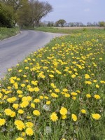 Taraxacum officinale - Dandelion on roadside verge